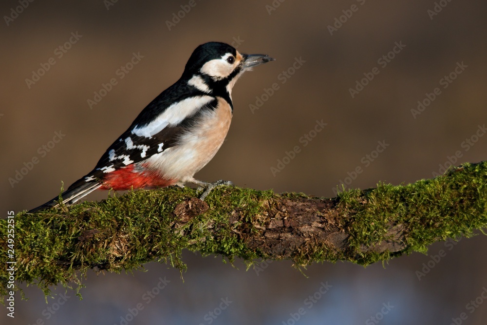 Fototapeta premium Close-up of great woodpecker in natural environment, Danubian forest, Slovakia, Europe