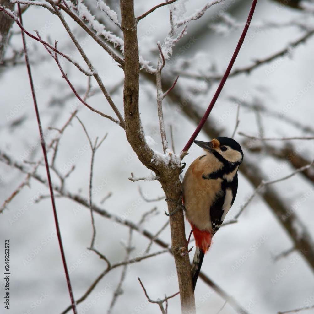 Close-up of great woodpecker in snowy environment, Danubian forest, Slovakia, Europe
