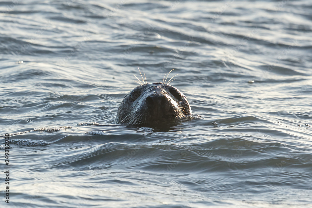 Fototapeta premium kegelrobbe in der ostsee