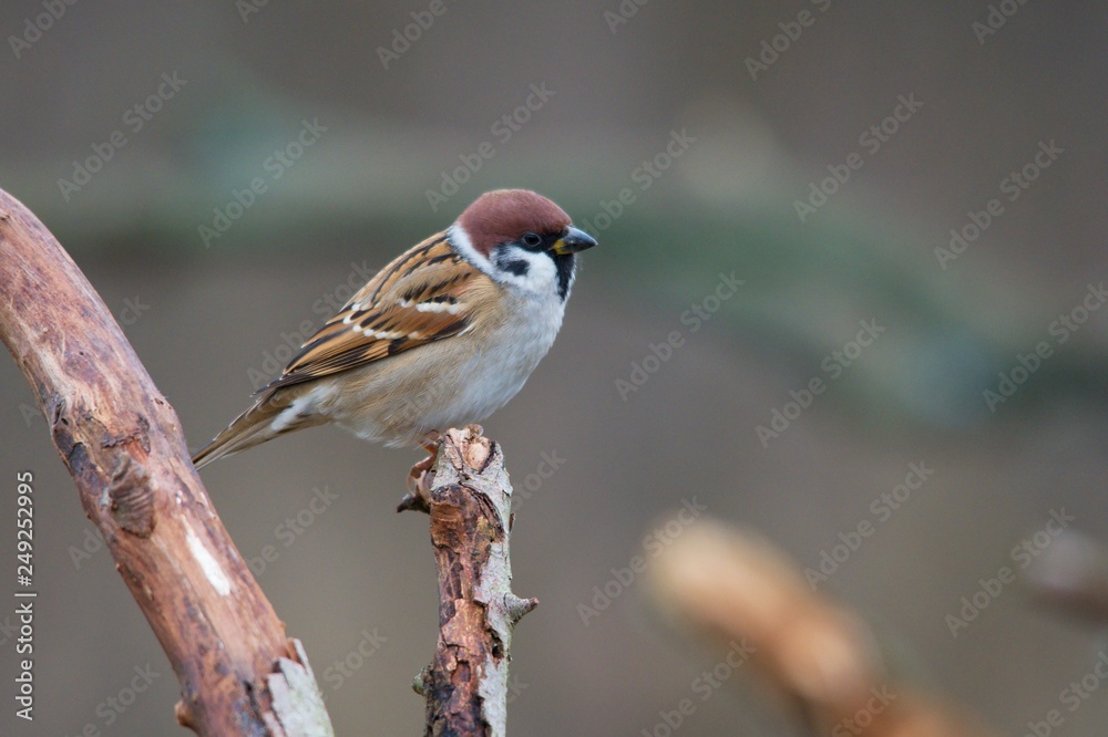 Fototapeta premium Close-up eurasian tree sparrow in autumn meadow, Danubian forest, Slovakia, Europe