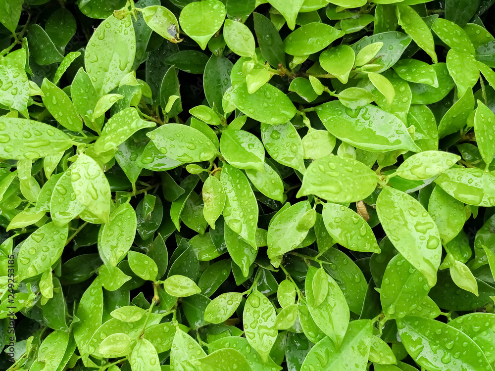 Rain water droplets on green leaf for background . Dew after rain Rain water droplets on green leaf for background . Dew after rain