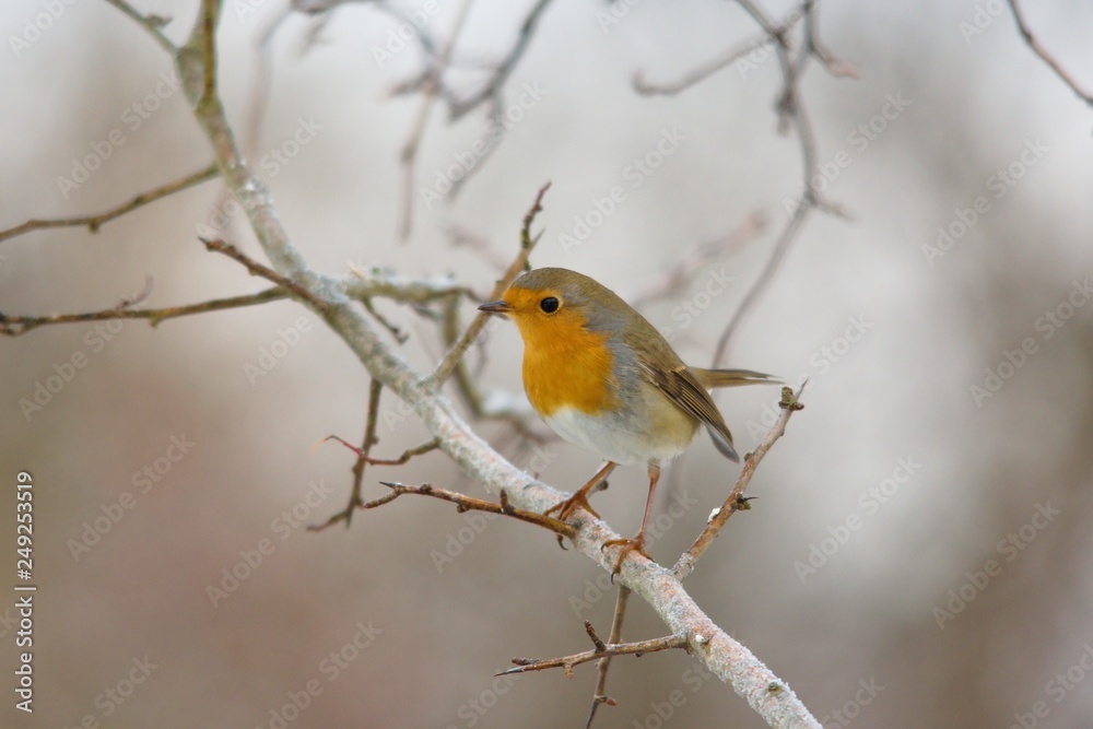Close-up of european robin in natural environment, Danubian forest, Slovakia, Europe
