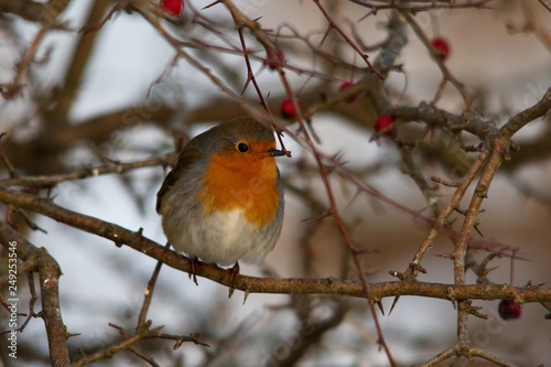 Close-up of european robin in natural environment, Danubian forest, Slovakia, Europe