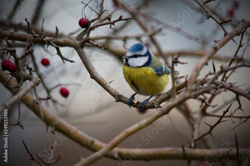 Blue tit in natural environment, Danubian forest, Slovakia, Europe