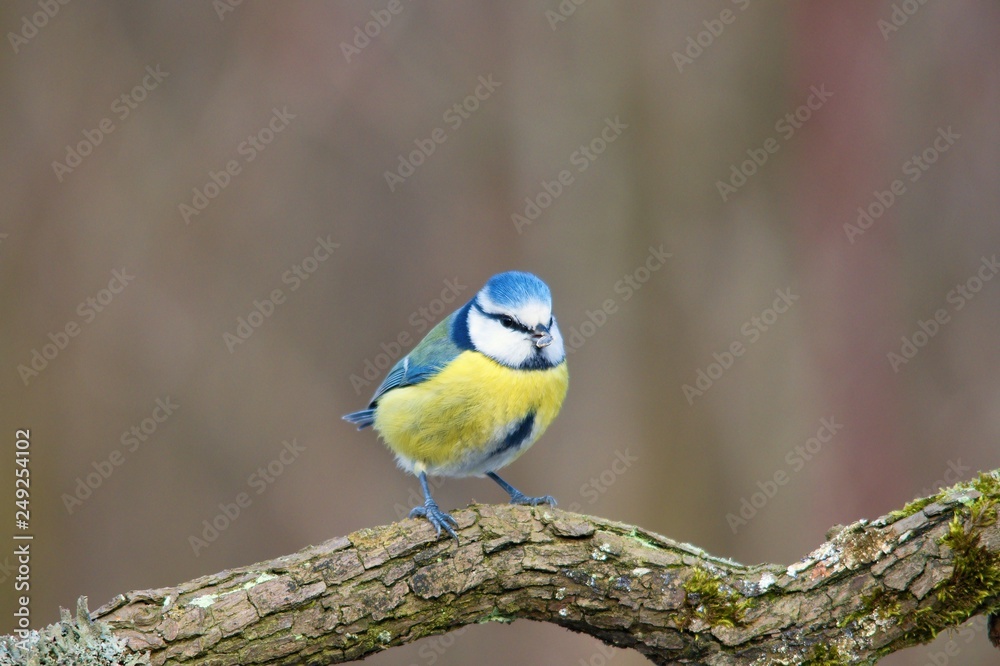 Blue tit in natural environment, Danubian forest, Slovakia, Europe Blue tit in natural environment, Danubian forest, Slovakia, Europe