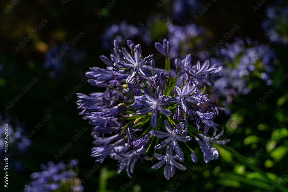 great flower in the forest of New Zealand, New Zealand plants, macro flower photography, flower image great flower in the forest of New Zealand, New Zealand plants, macro flower photography, flower image