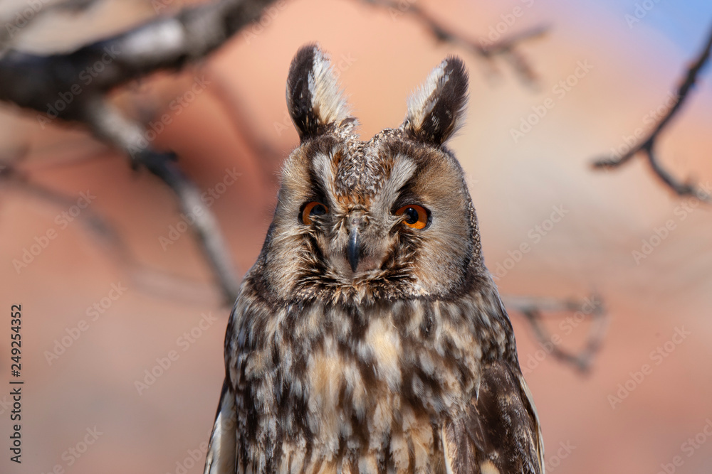 Long-eared Owl Birds Long-eared Owl Birds