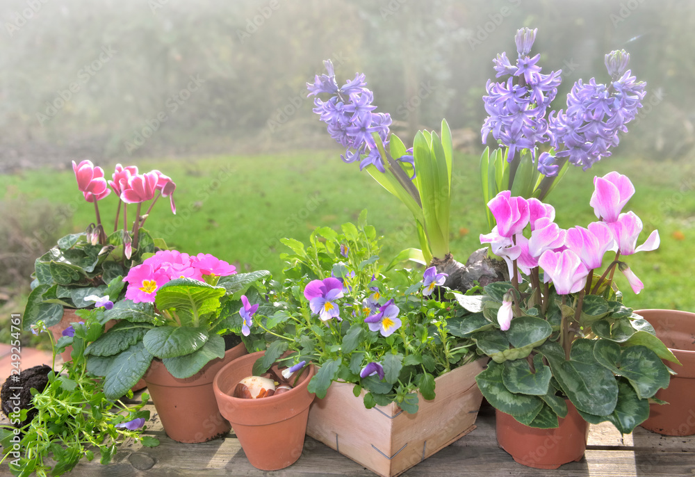 spring flowers potted on a gardening table in a garden spring flowers potted on a gardening table in a garden