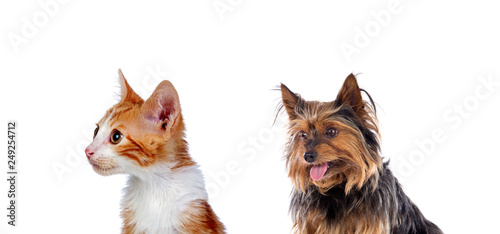 Fototapeta Naklejka Na Ścianę i Meble -  Two beautiful pets