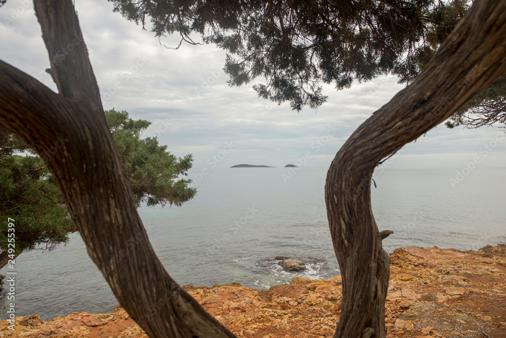 Trees by the sea of Ibiza a cloudy day