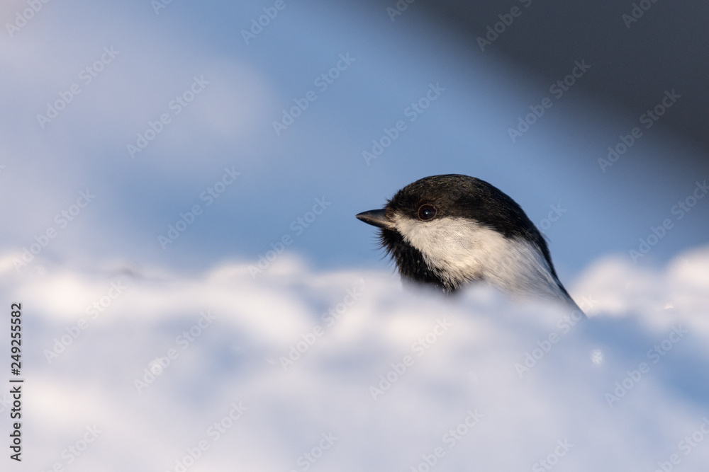 Obraz premium Black-capped Chickadee (oecile atricapillus) in Snow Filled Winter Landscape 