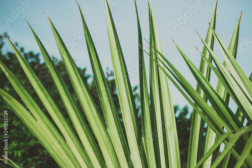 Palm tree branches under blue sky. Tropical vibes concept. Retro style poster.