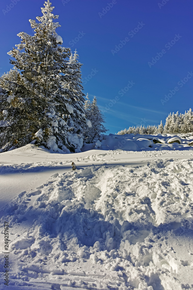Winter landscape of Vitosha Mountain, Sofia City Region, Bulgaria Winter landscape of Vitosha Mountain, Sofia City Region, Bulgaria