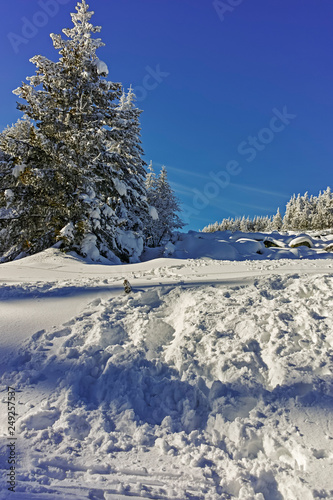 Winter landscape of Vitosha Mountain, Sofia City Region, Bulgaria © hdesislava