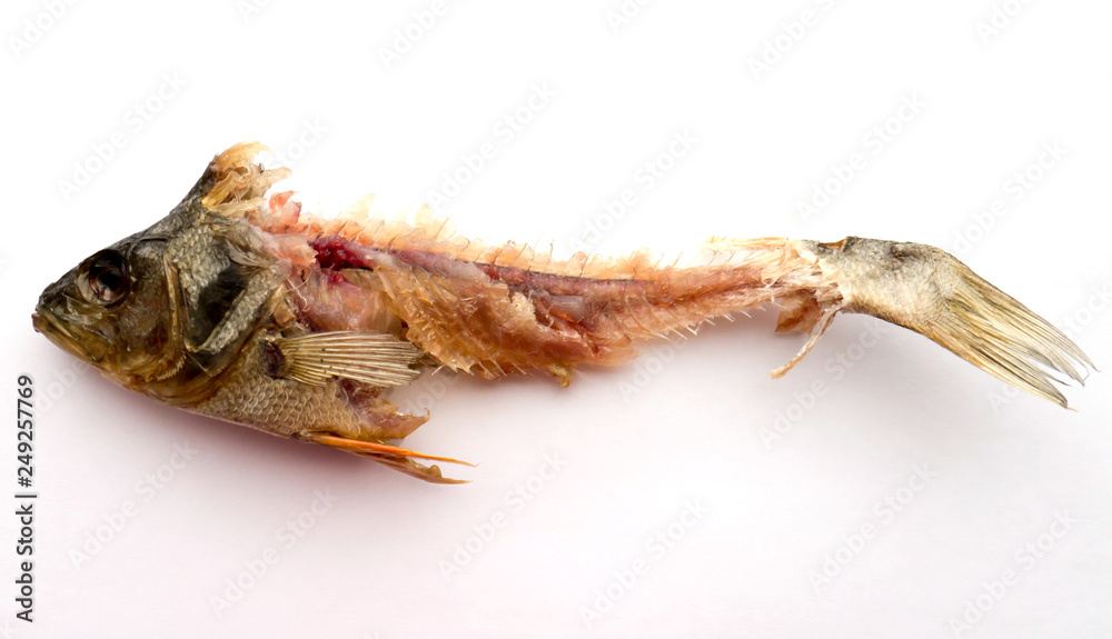 Dried Fish.