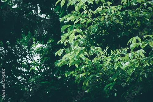 Summer tropical background. Beautiful plants in the garden.