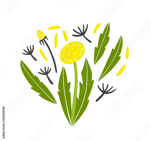 Dandelion Flower, leaves and seeds in heart shape vector print. Hand drawing illustration
