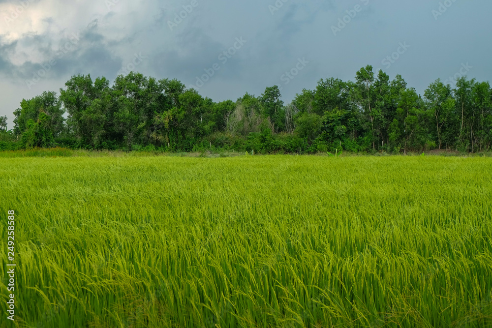 Rice Field in Thailand Rice Field in Thailand