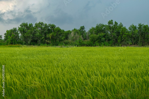 Rice Field in Thailand