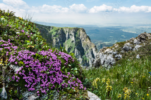 piękny górski krajobraz, kwiaty, Tatry