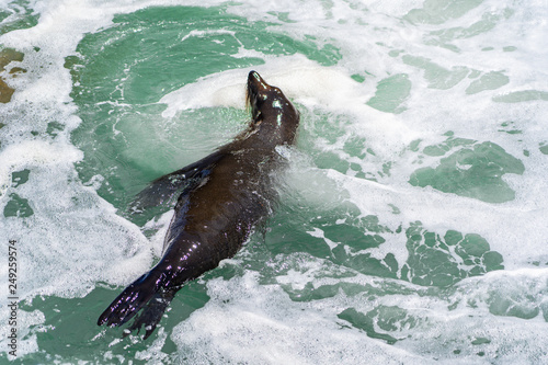 sea lion having fun in a little ocean pool in Westport New Zealand, amazing wild sea lion in the ocean of New Zealand, wildlife photography in New Zealand