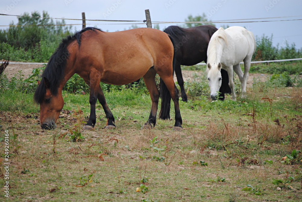 Chevaux