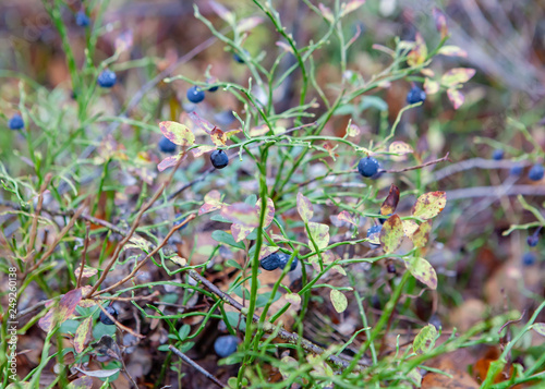 Blueberries on a bush in the forest