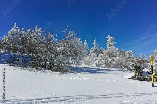 Winter landscape of Vitosha Mountain  Sofia City Region  Bulgaria