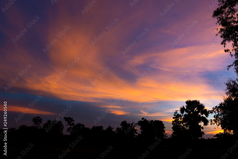 Silhouette of a trees at the forest in sunset. Silhouette of a trees at the forest in sunset.