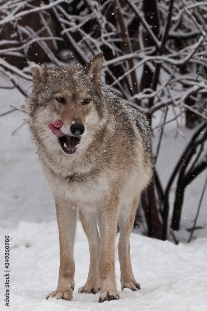The wolf (female wolf) is deliciously licked, a beautiful animal under snowfall. Powerful predator The wolf (female wolf) is deliciously licked, a beautiful animal under snowfall. Powerful predator