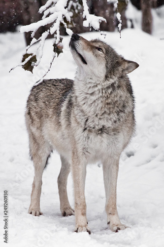A slender wolf (female wolf) sniffs a graceful twig of a tree in a winter forest.