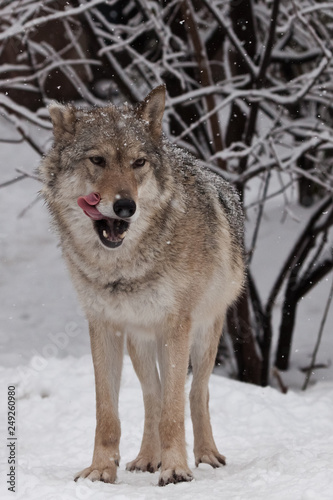 The wolf  female wolf  is deliciously licked  a beautiful animal under snowfall. Powerful predator