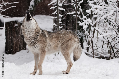 A wolf (female wolf) howls (howling, screaming) lifting its muzzle upwards and opening its mouth in a winter snow-covered forest, a beautiful © Mikhail Semenov