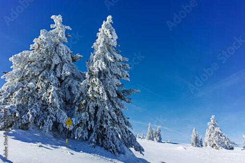 Winter landscape of Vitosha Mountain, Sofia City Region, Bulgaria © hdesislava