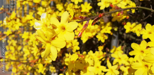 Forsythia is a bush with yellow flowers. Panorama