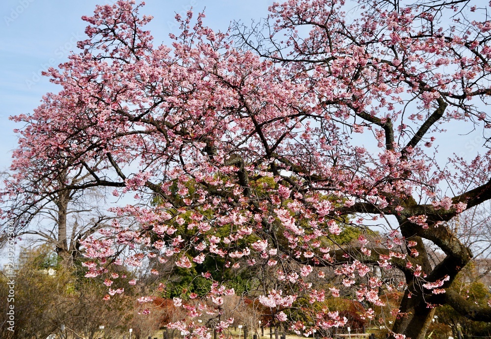 Obraz premium カンザクラ