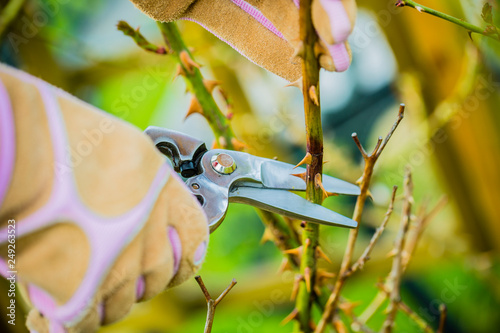 Fototapeta Naklejka Na Ścianę i Meble -  Spring pruning roses