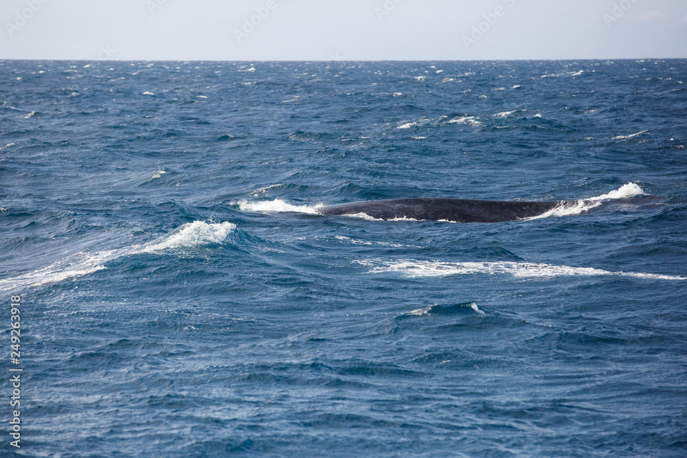 Blue whale watching safari in Sri Lanka. Blue whale in the open sea. Blue whale watching safari in Sri Lanka. Blue whale in the open sea.