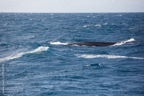 Blue whale watching safari in Sri Lanka. Blue whale in the open sea.