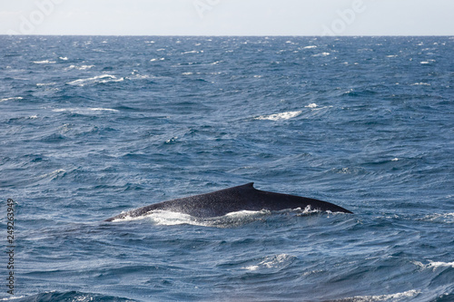 Blue whale watching safari in Sri Lanka. Blue whale in the open sea.