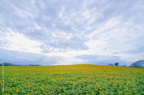 Sunflower field with blue sky.