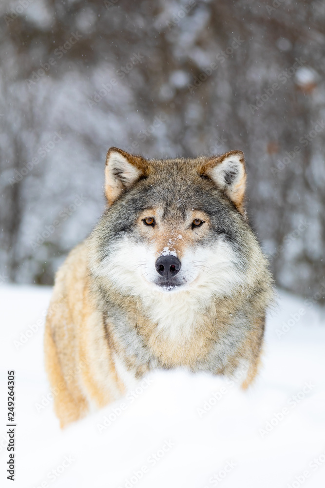 Male wolf stands in the snow in beautiful winter forest