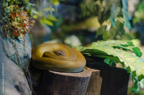 Olive Python photo