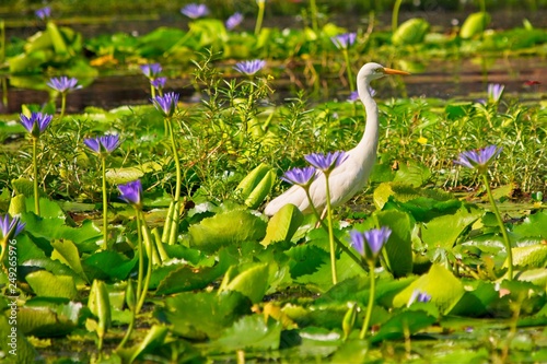 Great Egret bird in natural environment