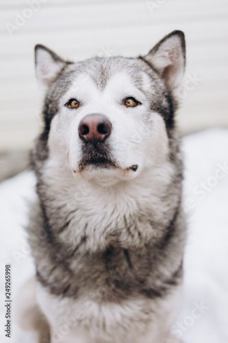 portrait of funny dog alaskan malamute. selective focus