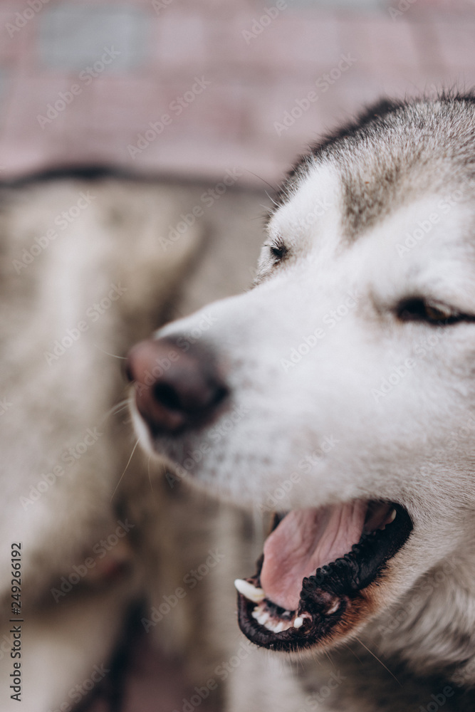 portrait of funny dog alaskan malamute. selective focus