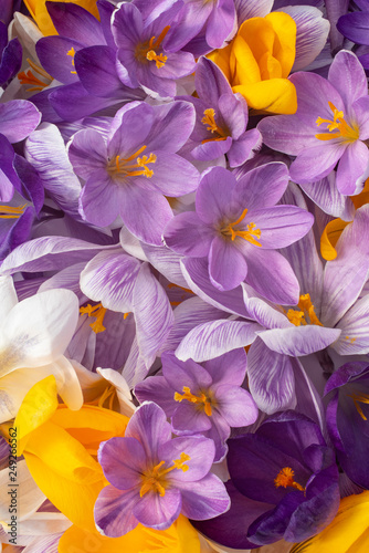 crocus flower backgrounds