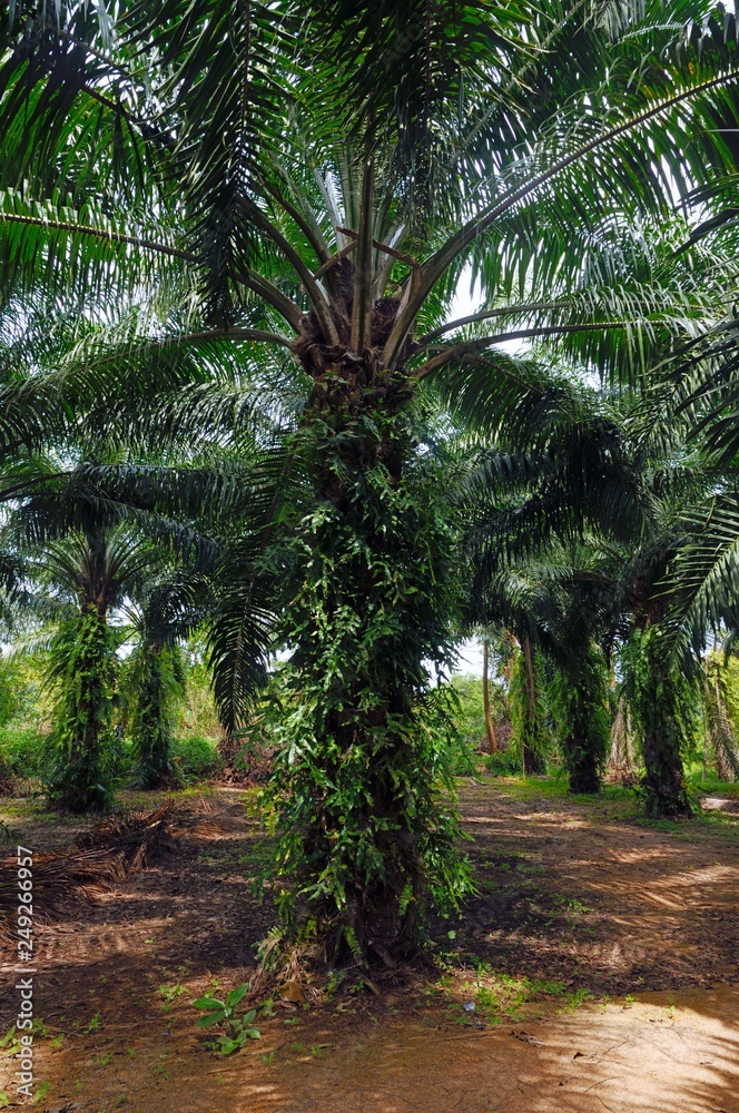 Obraz premium Alley through the oil palm plantation at Pathio district of Chumphon province of Thailand
