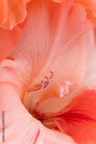 gladiolus flower background