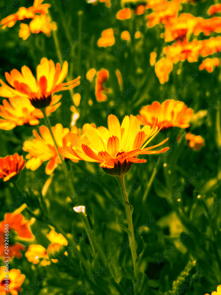 Orange calendula flowers. Blooming marigold flowers.Calendula on the sunny summer day. Close up.Medicinal herbs. Summer flower background. field of blooming yellow flowers.garden background.